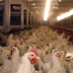 My Workplace Disaster: The Chicken Farm
