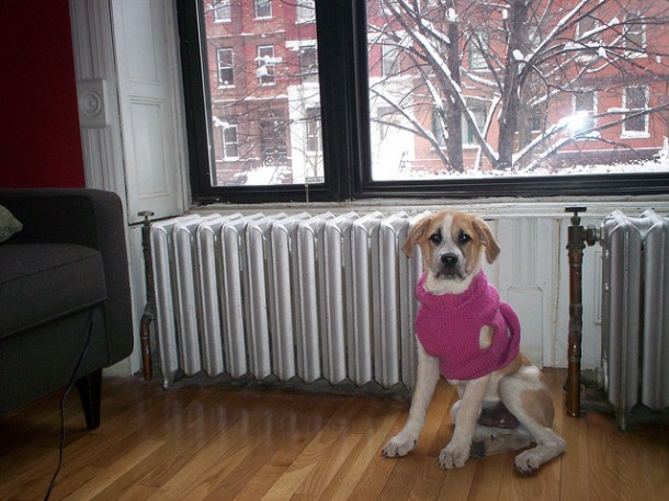 Radiator Dog