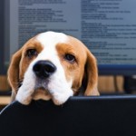 120817-Animal-GIFs-275x275