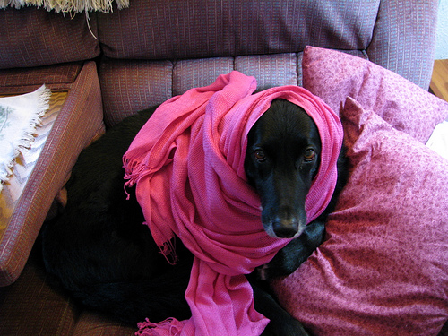 Scarf Dog