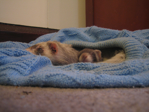 Snuggle ferrets