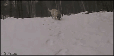 a-dog-sliding-in-the-snow