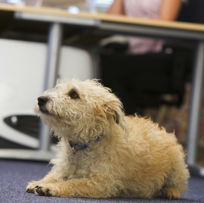 shutterstock_14967859