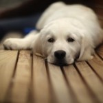 121207-Animal-Who-Get-What-Youre-Going-Through-2-275x275