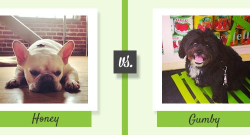 Muse Mutt Madness 2014 The Quest For The Best Office Dog