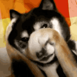 21 Animals Who Totally Get What You Re Feeling Today The Muse 21 Animals Who Totally Get What You Re Feeling Today The Muse