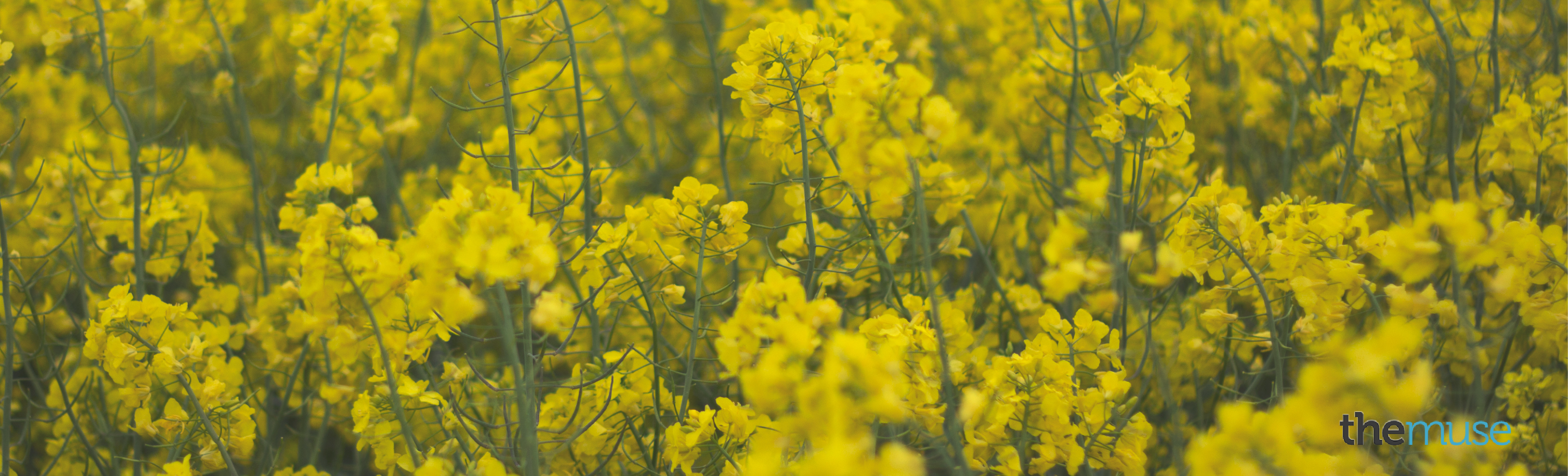 23 Free LinkedIn Backgrounds and Cover Photos - The Muse