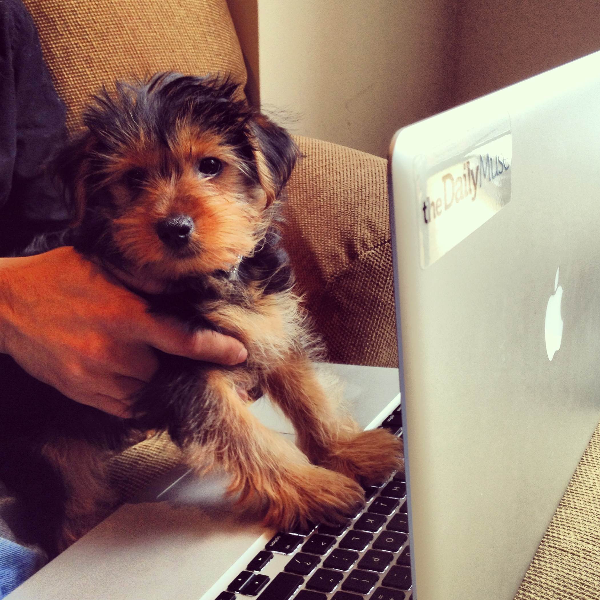 9 Reasons Why Office Dogs Make the Best Employees