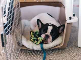 Careers - DogVacay in the World
Seamless Pet Services